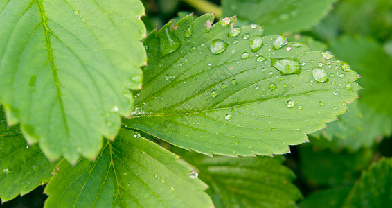 草莓树叶树叶叶子生长植物绿色植物群状况草地水滴地面图片