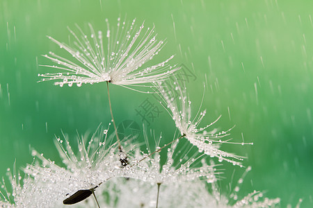 以滴滴特写湿沙地利安种子植物群雨滴花花公子绿色植物学生态白色植物水滴气泡图片