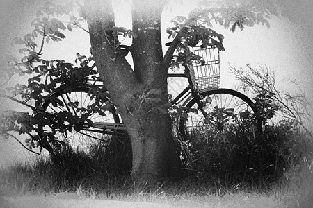 传统古典自行车对一棵树自然娱乐国家草地旅游叶子运动土地旅行农田图片
