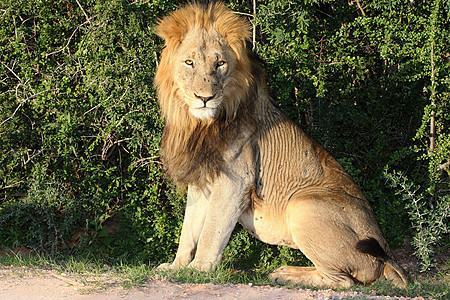 大雄狮子狮鬃毛狮子男性休息头发捕食者野生动物猫科动物说谎动物图片