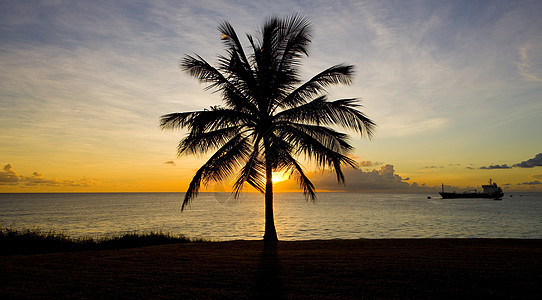 巴巴多斯加勒比海上空的日落船舶植物支撑海岸极光海滩棕榈植被树木情调图片