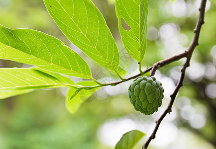 树果苹果异国植物维生素释迦运动饮料食物叶子热带水果图片