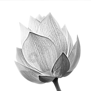 莲花装饰品植物群叶子瑜伽百合冥想热带精神花瓣植物图片