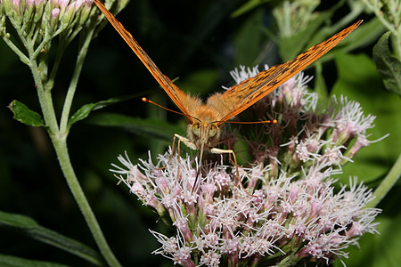 镀银的弗里蒂拉里粉色昆虫白色黑色宏观蝴蝶绿色棕色橙子动物图片