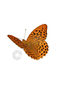 镀银的弗里蒂拉里昆虫插图动物宏观白色橙子黄色棕色黑色图片