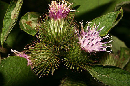 Burdock 二次宏观黑色黄色红色绿色白色粉色植物水果棕色图片