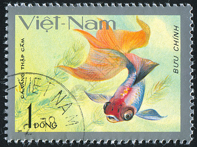 金鱼邮票明信片信封邮资动物历史性海豹古董海洋野生动物图片
