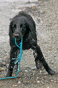 快乐狗狗猎犬游泳鹅卵石绳索海滩动物图片