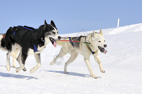 运动狗跑步比赛雪橇运输宠物马具速度犬类竞赛会议图片