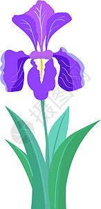Iris 花植物花束花粉植物学生长花朵花园花瓣紫色正方形图片