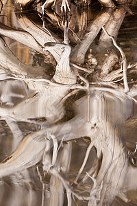 在波纹表面镜像的风光老树反射沼泽风化凹陷森林生态木头浮木腐烂树干图片