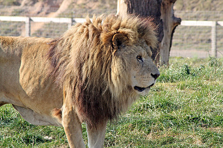 雄狮子毛皮国王野生动物丛林动物园环境动物猫科荒野猎人图片