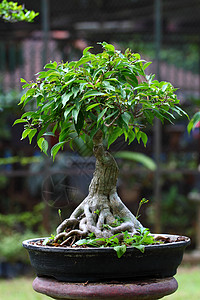 绿草背景的长相栽培花盆生活叶子植物园艺盆景植物学木头枝条图片