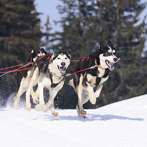 运动狗犬类跑步马具会议比赛竞赛运输团队雪橇杯子图片