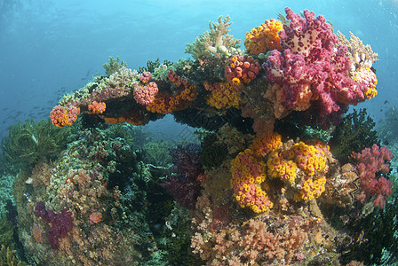 彩虹珊瑚图片