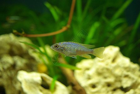 契利德语Name生物科鱼动物荒野水族馆野生动物游泳者尾巴树叶植物图片