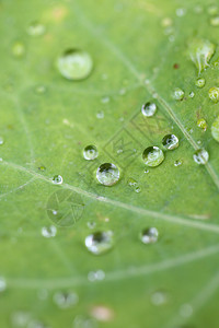 叶子上的水滴雨滴植物学圆圈植物群树叶静脉生活花园植物季节背景高清图片素材
