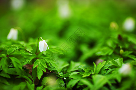 白春花环境森林植物花园场景植物群场地阳光叶子农场图片