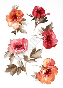 花朵玫瑰植物群季节叶子墙纸手稿植物绘画插图地面图片