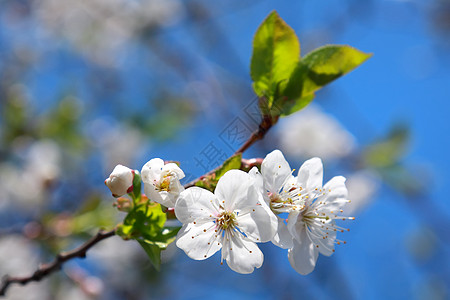 樱花树下苹果花活力蓝色天空水果花园场地阳光植物生物学白色背景