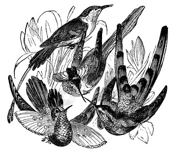 古代装饰性鸟类雕刻图片