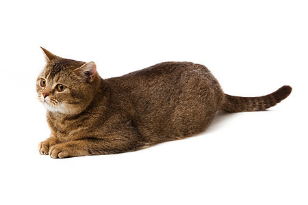 白色背景的英国短发猫猫咪猫科小猫橙子毛皮宠物工作室动物脊椎动物哺乳动物品种高清图片素材