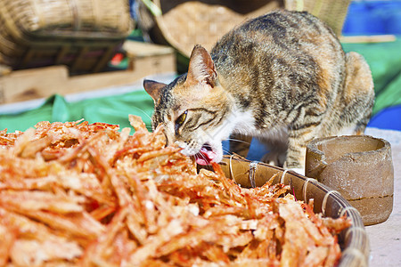 在渔村吃鱼的猫图片