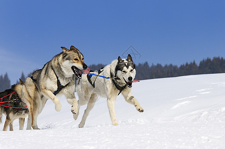 运动狗运输雪橇比赛速度杯子竞赛犬类会议跑步马具图片