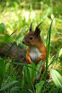 松鱼毛皮绿色耳朵动物野生动物爪子棕色松鼠背景图片