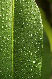 雨中叶子橡胶雨林树叶热带绿色图片