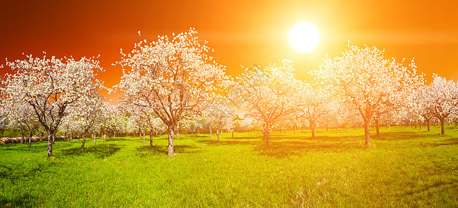 苹果槽日落射线农业季节果园全景太阳天空橙子日出图片