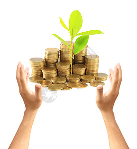 金币和植物 白种背景的金融经济生态生长智慧现金树叶农民棕榈投资者图片