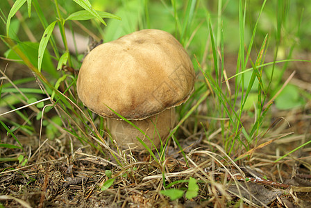 草背景草丛中的橡木蘑菇菌盖收获苔藓森林云杉菌丝体生长美食美味菌类背景