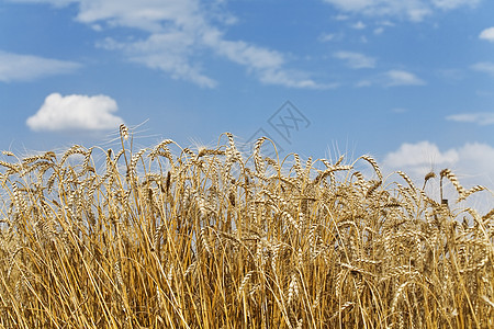 金金小麦和多云的蓝色天空图片