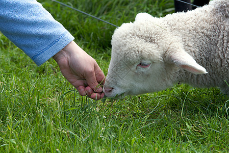 可爱羊羔少年手表天空哺乳动物投标鼻子手臂动物耳朵耳语图片