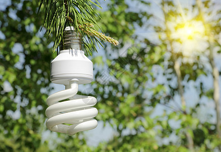 松树枝上的节能灯泡生态养护技术解决方案环境创造力太阳资源白色绿色图片