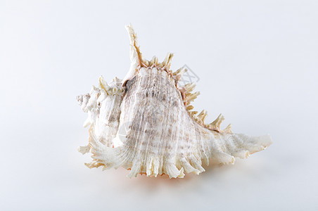 白色背景的海壳海洋异国动物群宝藏礼物生物生活情调螺旋地面背景图片
