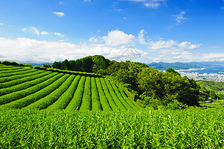 茶叶种植园饮料国家树叶蓝色爬坡风景农村生长场地玉露图片