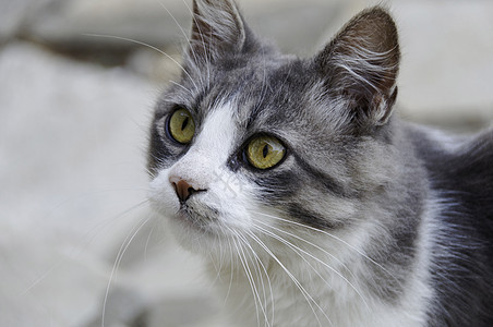 白猫和灰猫黑色胡须绿色白色毛皮哺乳动物宠物猫科动物眼睛耳朵图片