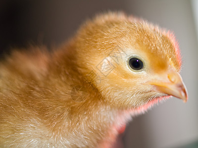 小黄橙色模糊小鸡兄弟宠物新生羽毛生物婴儿锯末朋友们橙子孵化图片