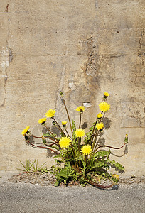 城市贫民窟花朵生存生活黄色菊科植物人行道生长持久性图片