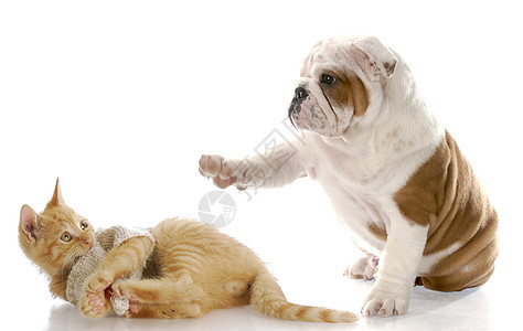 狗和猫打架图片