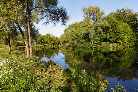 水树形态反射公园印象池塘阴影图片
