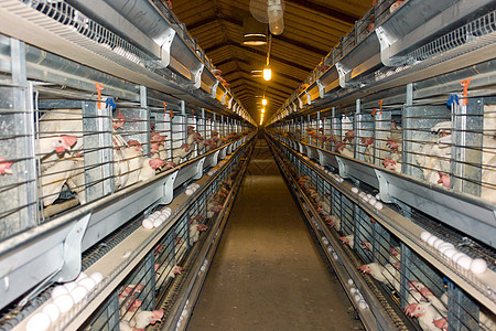 现代鸡舍农场配种家禽家畜市场羽毛生长谷仓动物农业自动化图片