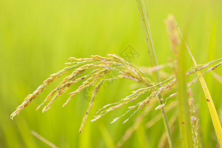 特写绿稻田谷物树叶食物生长农村农场植物群植物花园场地干高清图片素材