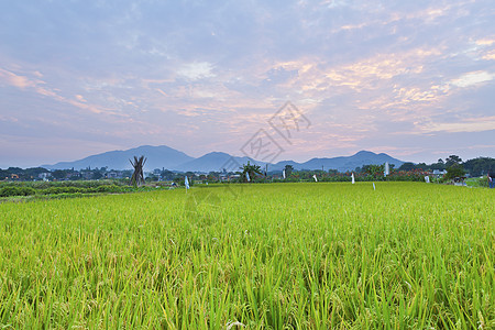 日落在稻田上图片