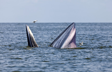 飞鲸泰国的布莱德鲸鱼海湾车削热情喜悦力量海洋海鸥活力效力飞跃背景
