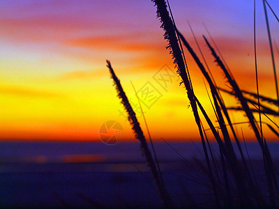 金色日落在沙滩 风中高草海岸线蓝色天气橙子海岸旅行金子天空地平线环境图片