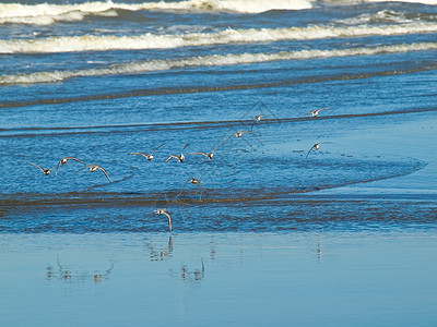 海滨的小棕色海鸟的一圈波浪海岸支撑荒野海滩野生动物蓝色海鸥翠鸟动物图片