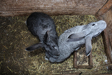 牢房中的一对灰兔图片